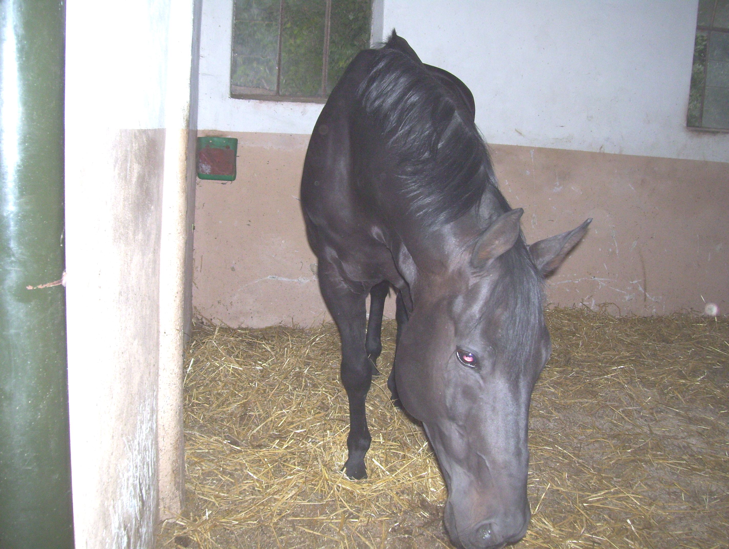 Ramzes