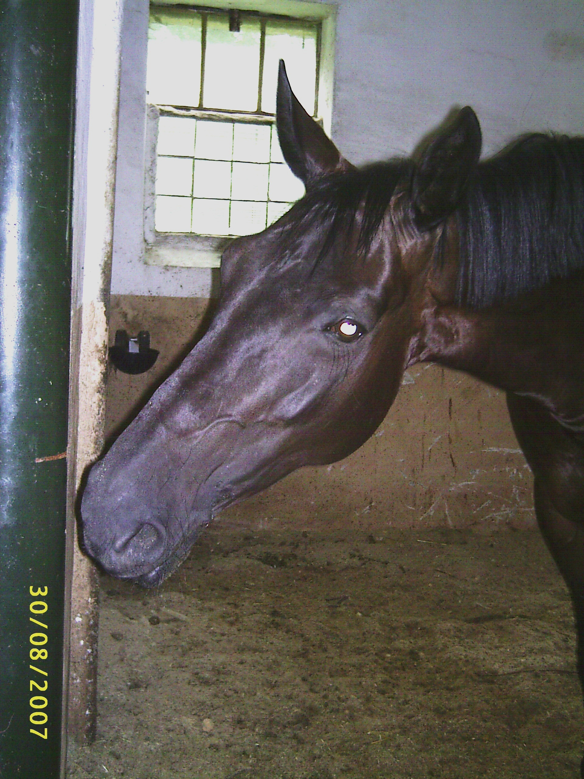 Charlota